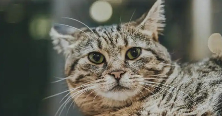 Neurological Symptoms of FIP