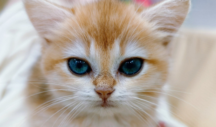 Which Matters More in FIP — Treatment or Daily Care