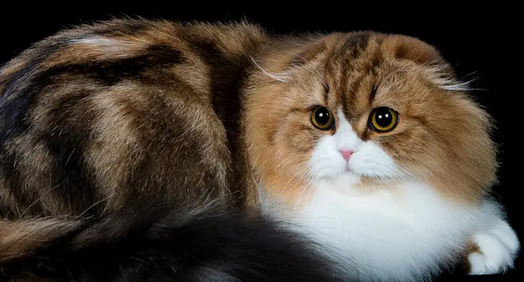 How Quickly Does Ascites Develop in Cats With FIP