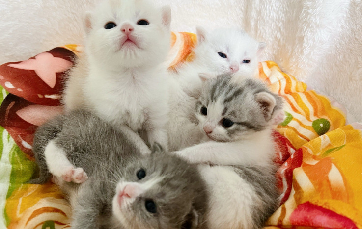 Is the Cost of FIP Treatment Related to a Cat’s Weight