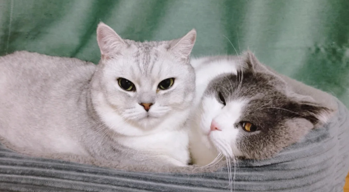 FIP Treatment for Kittens Diagnosis, Medication and Recovery