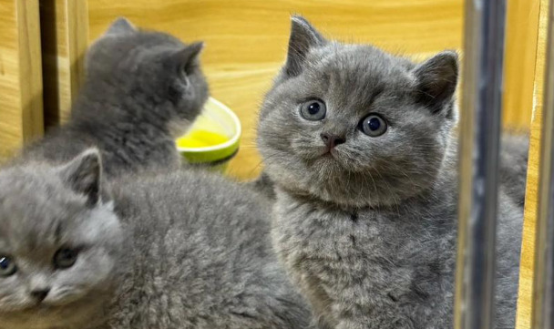 Can FIP Be Managed Without Antiviral Medication