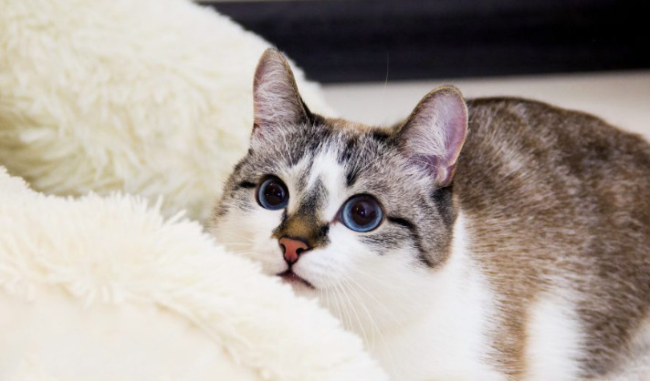 Can Owners Care for Their Cat Normally B