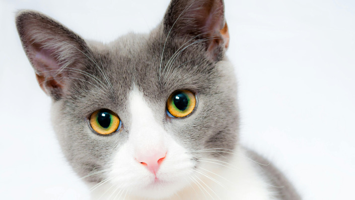 What are the treatment drugs for FIP