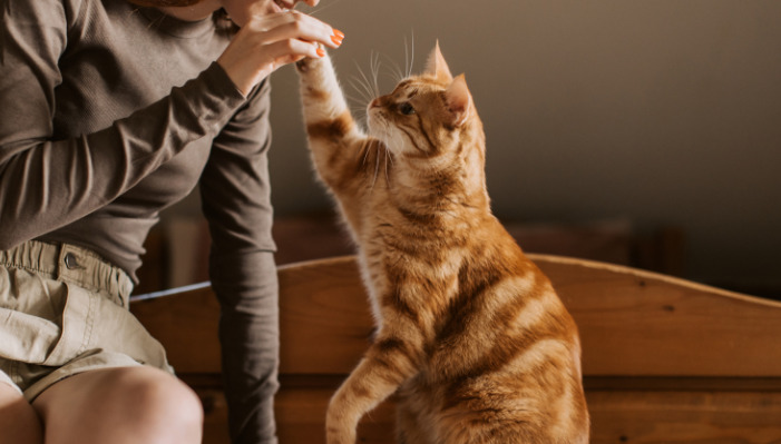 Can FIP Be Prevented in Cats