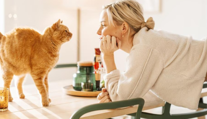 Cat Lethargy And FIP Symptoms