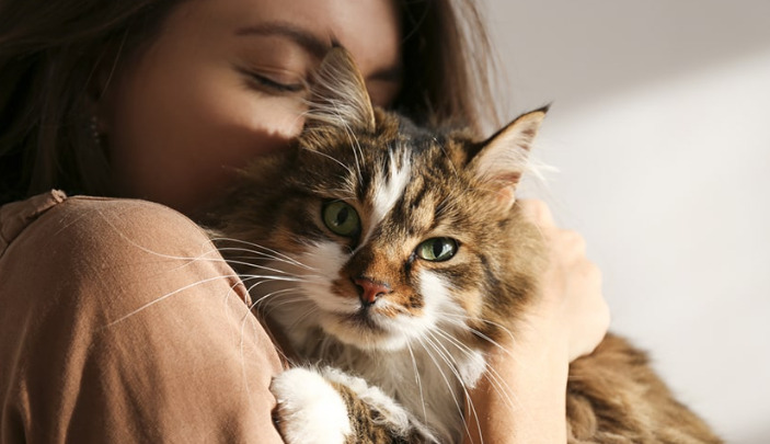 Does an Abnormal CBC Mean a Cat Has FIP