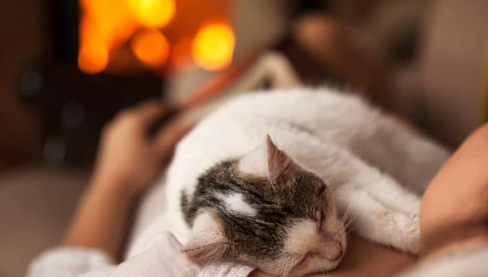 What Can Owners Do to Support Cats During FIP Treatment