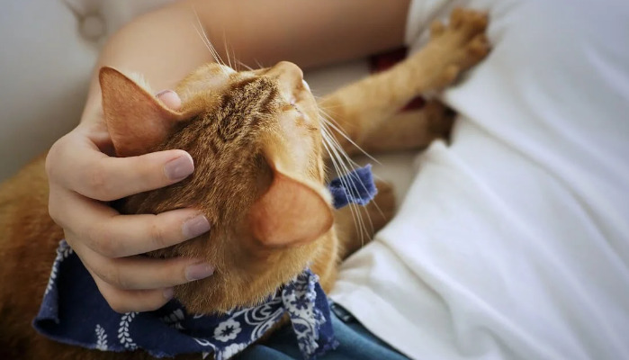 Is It Normal for Symptoms to Fluctuate During FIP Treatment