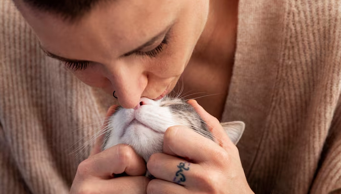What Blood Test Results Improve During FIP Treatment