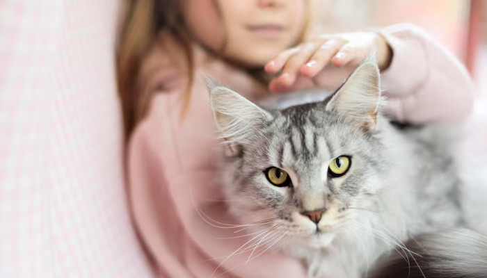 Everything You Need To Know About FIP Recovery