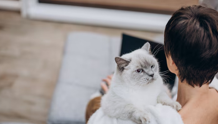 Neurological Symptoms Of FIP In Cats