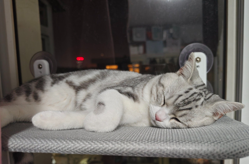 Why Does FIP Treatment Sometimes Fail