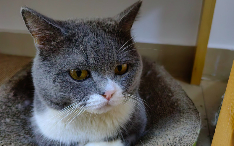 Does FIP Affect a Cat’s Energy and Mobility