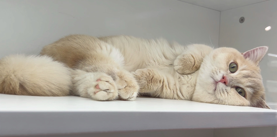 Should Cats Be Isolated During the Suspected FIP Period