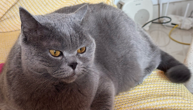 Common misdiagnosed diseases of FIP