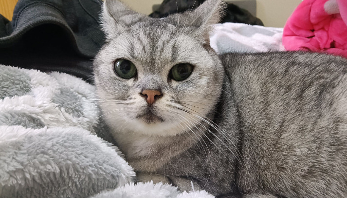 Is a Soft or Fluctuating Belly a Sign of Ascites in FIP