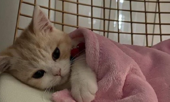 How Accurate Is Abdominal Fluid Testing for FIP