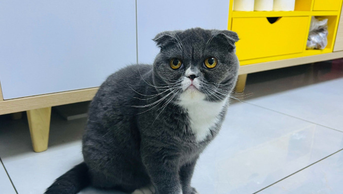 How Long Does Ascites Take to Resolve in Wet FIP