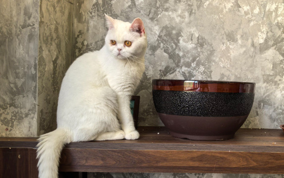 How Can Owners Cooperate With Veterinarians During FIP Diagnosis