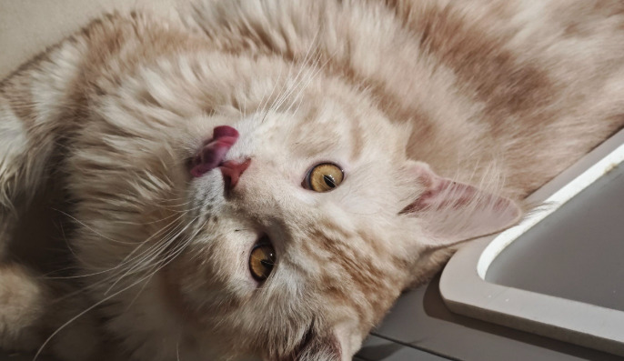 What Are the Biggest Challenges During FIP Treatment