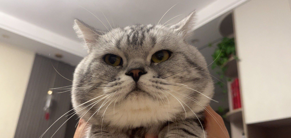 Does FIP Cause Cats to Move More Slowly