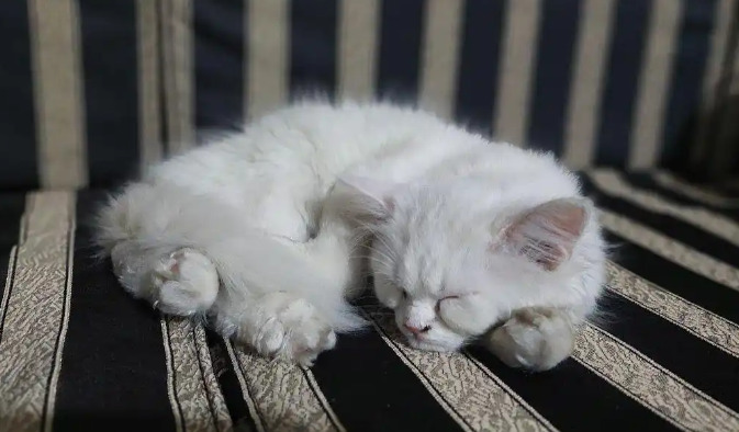 What Happens If FIP Is Left Untreated in Cats