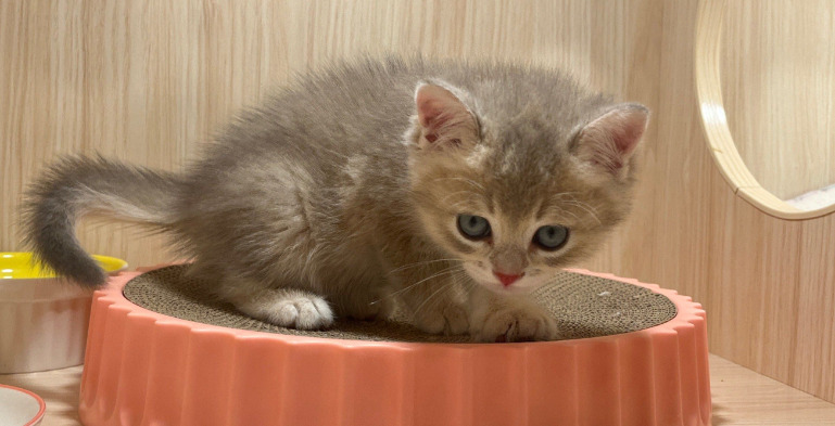 Real Recovery Stories Cats That Survived FIP Treatment