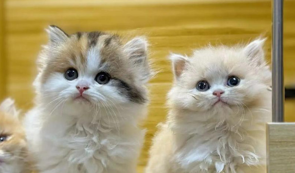 Can Ascites Return After FIP Treatment