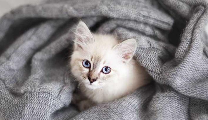 Is FIP Medication Given Orally or by Injection