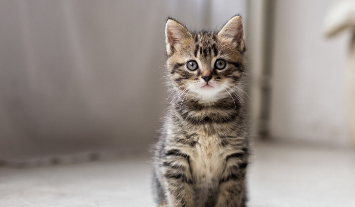 What Happens if FIP Medication Is Stopped Too Early