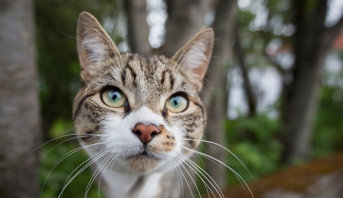 Can Emotional Stress Affect FIP Progression