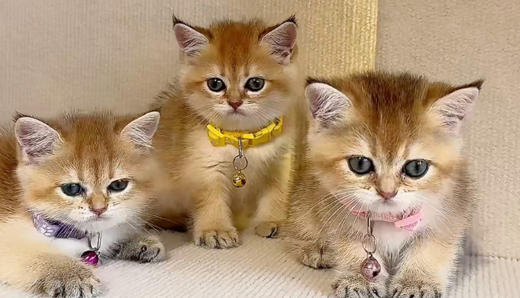 When Is Injection Necessary for FIP Treatment