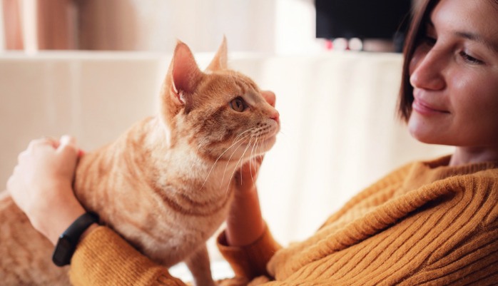 Pleural Effusion In Cats With FIP