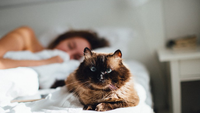 Does Owning Many Cats Increase the Risk of FIP