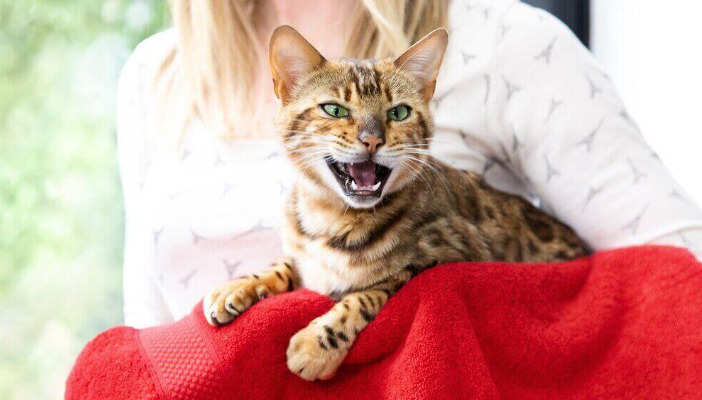 Is FIP More Likely in Cats That Are Overprotected