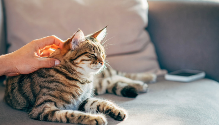 FIP Antiviral Treatment For Cats