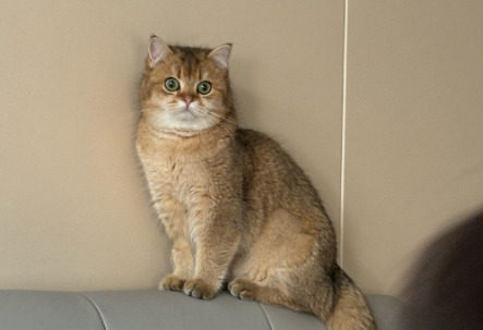 Is FIP Treatment Still Worthwhile in Late-Stage Cases