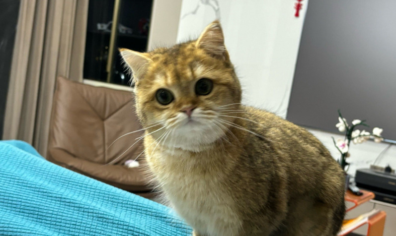 What is the relapse rate of FIP