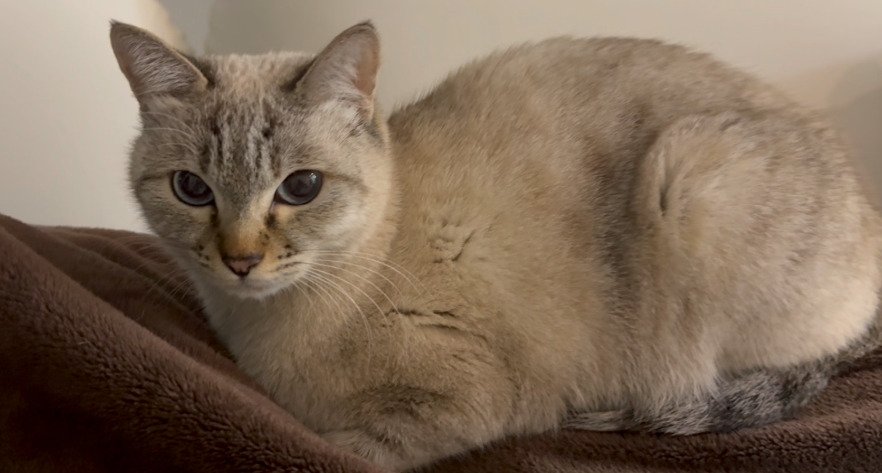 How the immune system of FIP is affected