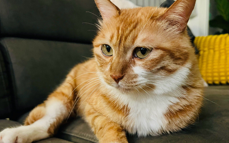 Can FIP Be Cured With Medication