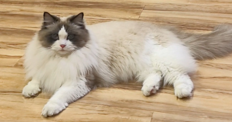 What Nutrients Help Support Immunity Against FIP