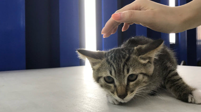 Oral vs Injectable FIP Medication What’s the Difference