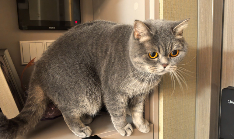 How to Monitor a Cat’s Response to FIP Medication