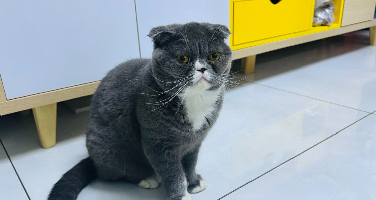 Is Diet Important in Reducing the Risk of FIP in Cats