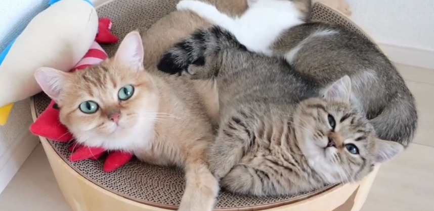 Early Detection of FIP