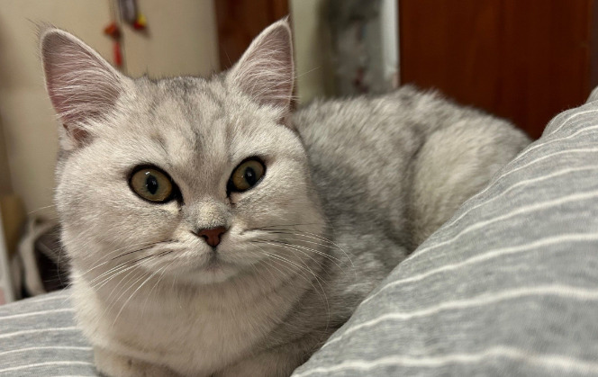 Are FIP Symptoms the Same in Every Cat