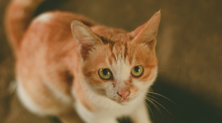 Is FIP Medication Safe for Kittens