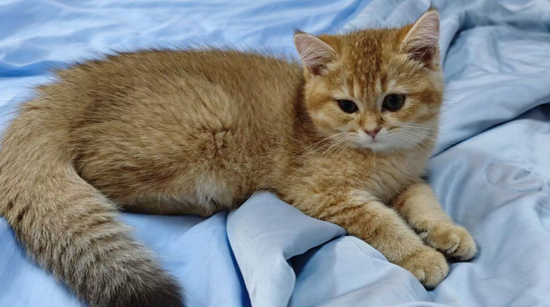 What is the incubation period for FIP