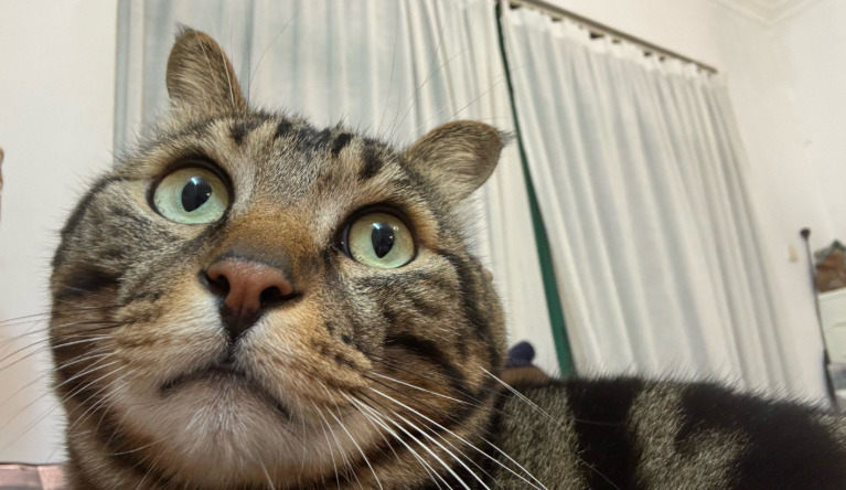 What Happens if You Miss a Dose of FIP Medication